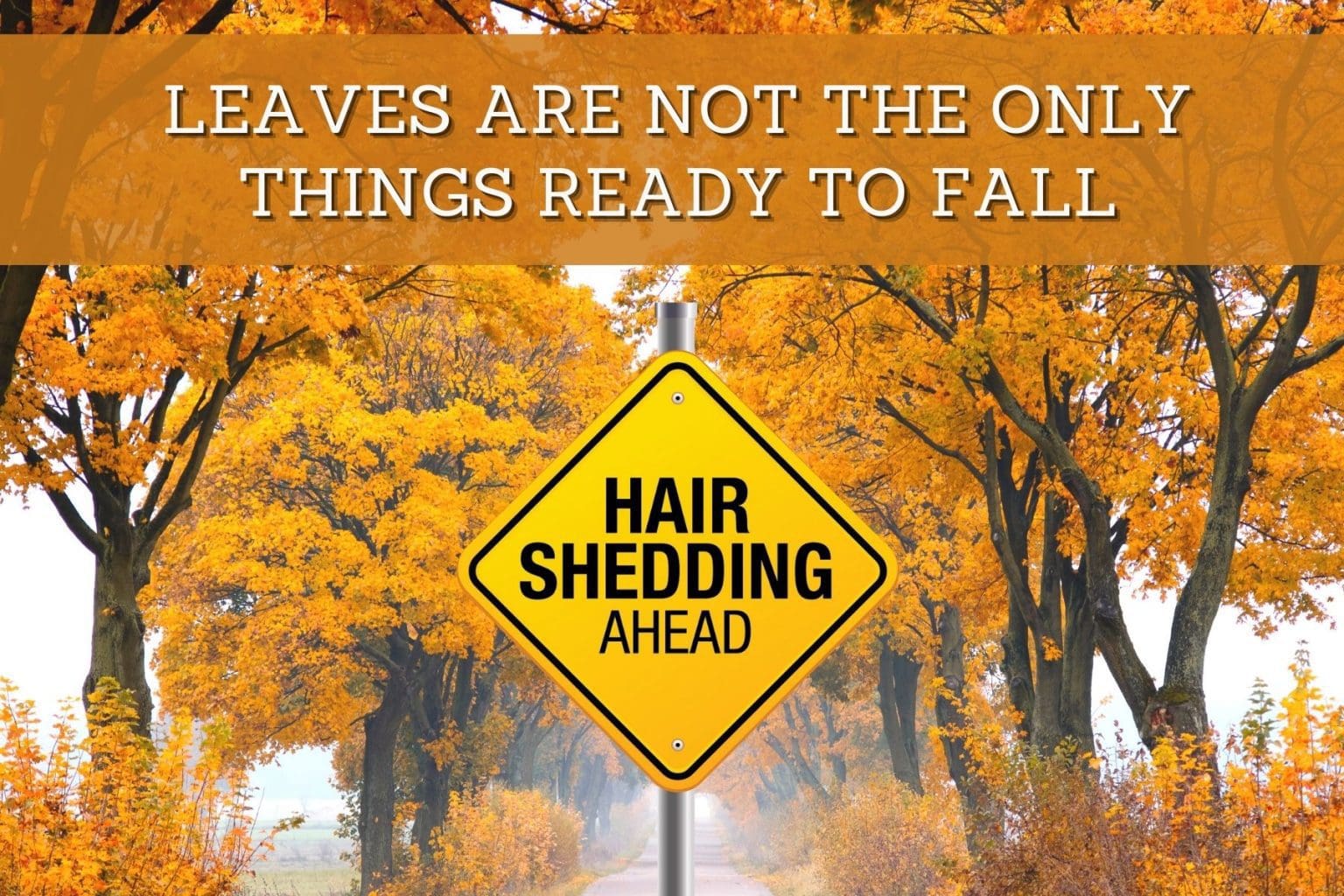Is Seasonal Hair Shedding A Real Thing? Jeffrey Paul's Hair & Scalp