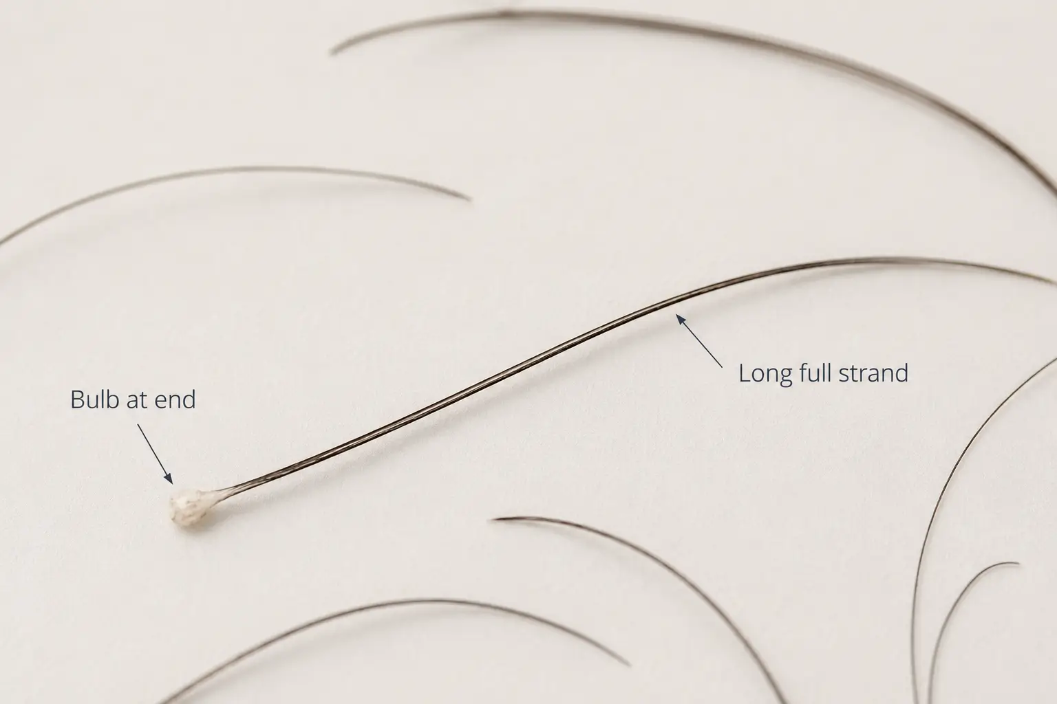 Illustration showing a shed hair strand with a visible root bulb at one end and the full strand length labeled.